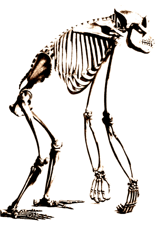 Gorilla
